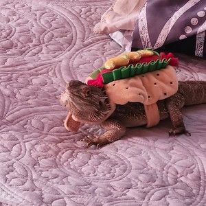 Meet your Posher, Fu